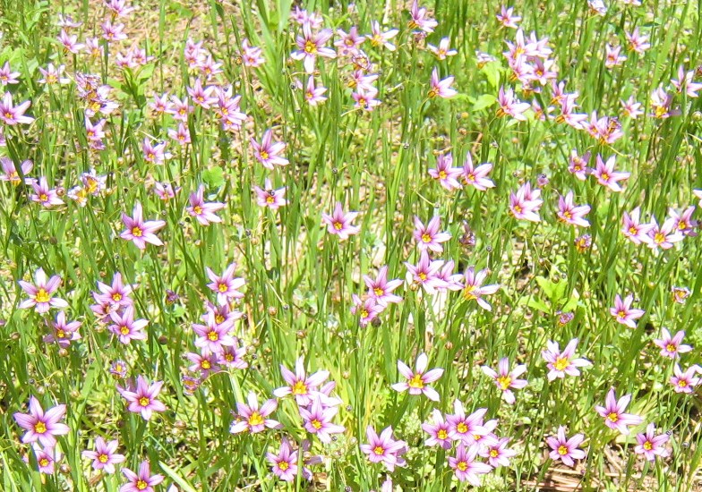しずおか体験教育プログラムブログ 小さなフラワーパーク（雑草の花）