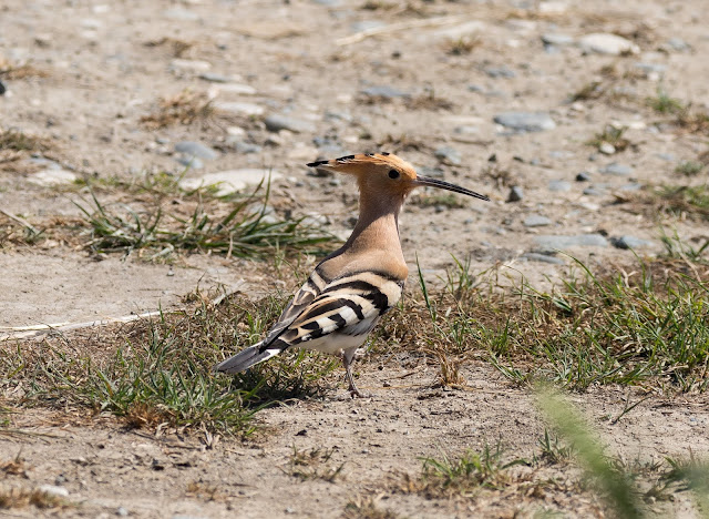 Hoopoe - Akrotiri Marsh, Cyprus Hoopoe - Akrotiri Marsh, Cyprus