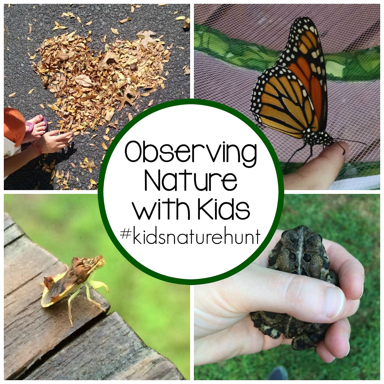 Tips for Observing Nature with Kids Still Playing School