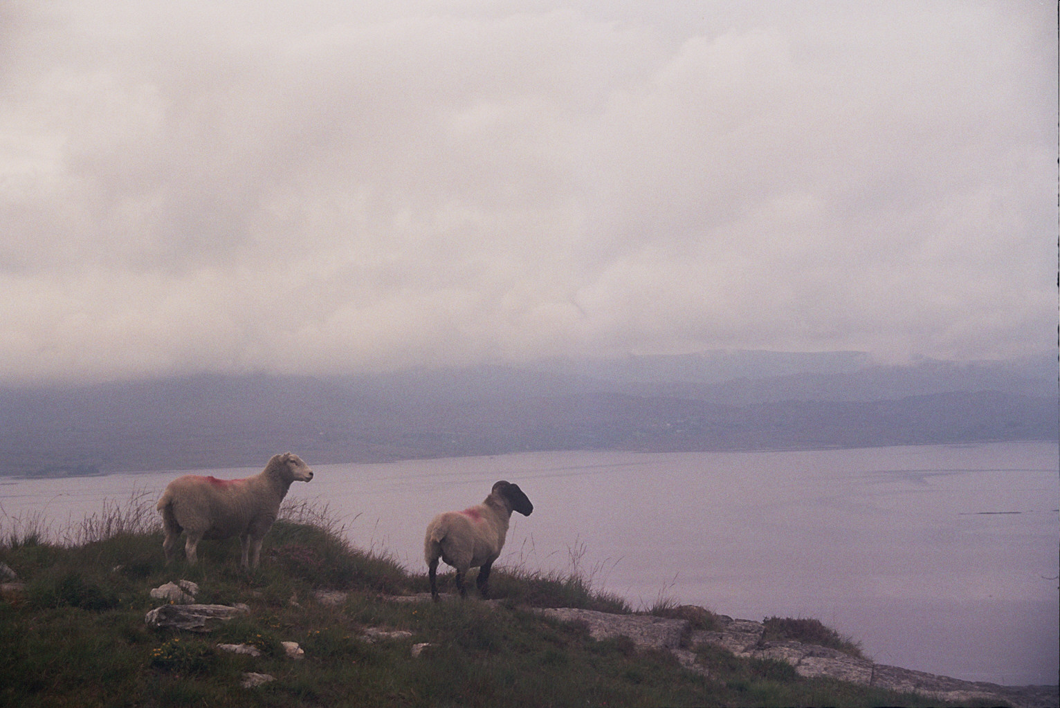 Sheep's Head Food Company Durrus Cheese