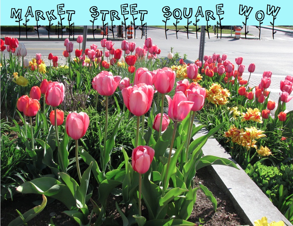 Ipswich Garden Club Ipswich Flower Show