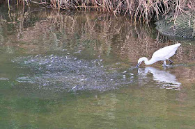 river,fish jumping;bird;egret;Okinawa