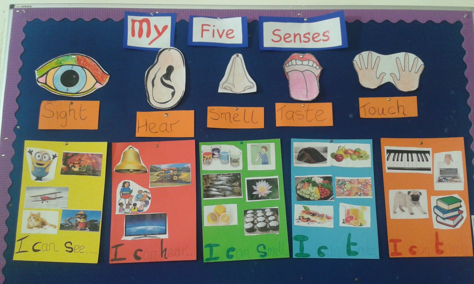 Welcome to Miss. Duffy's Infant Classroom: The five Senses