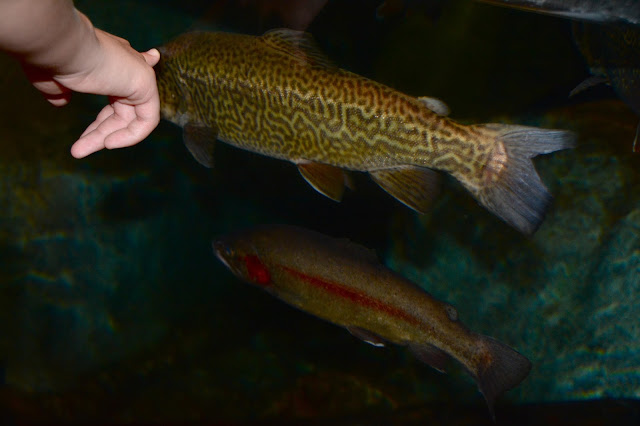 My Retiring Life: "We shall not cease from exploration, and the end of