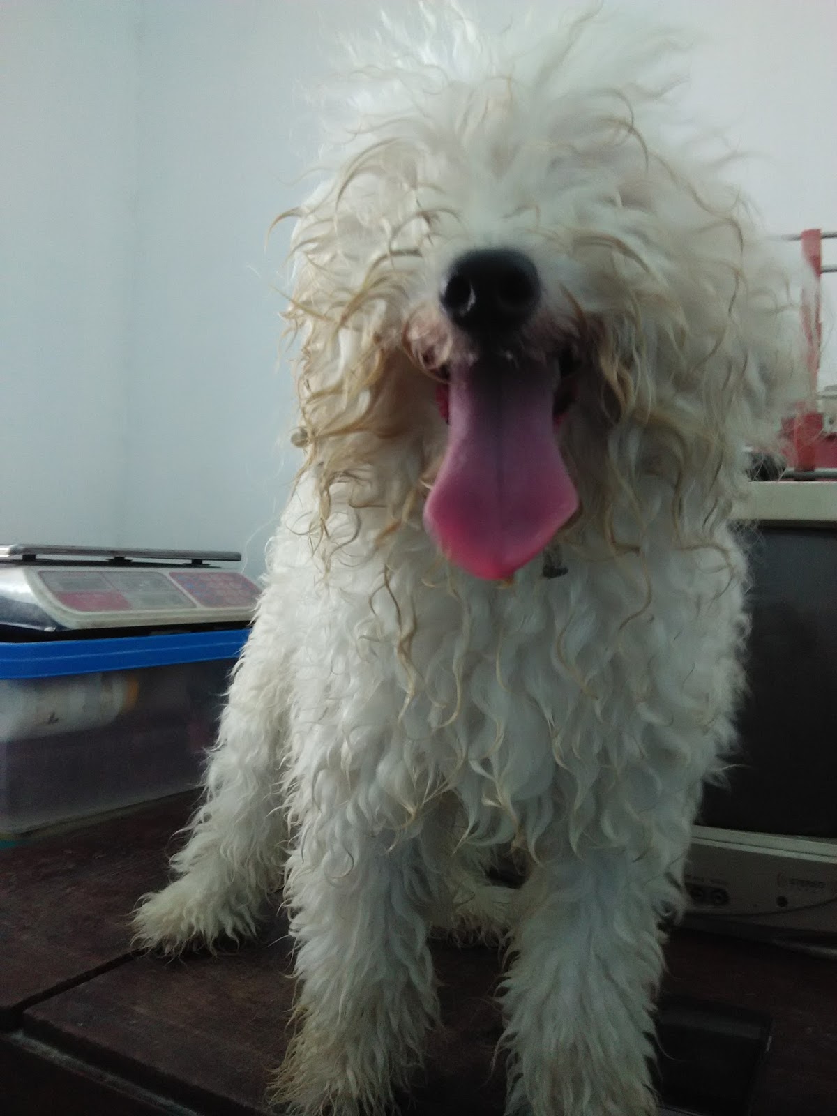 Linglingpetshop Grooming Anjing Snowy Poodle White