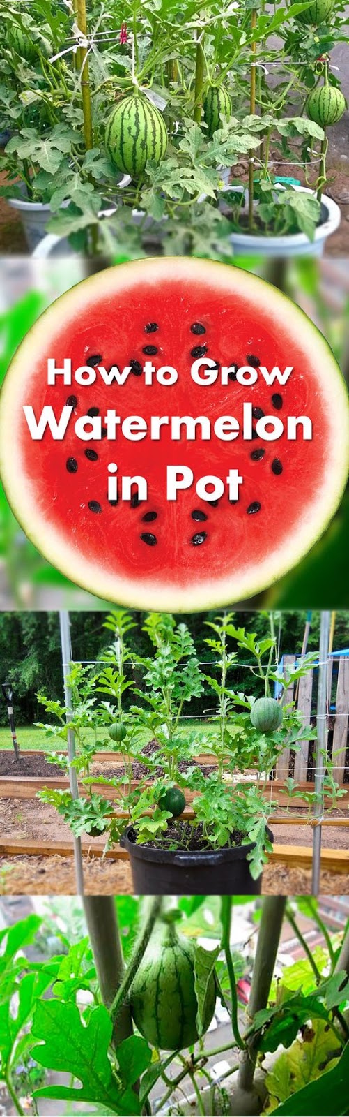 Learn How to Grow Watermelon in Pots Gardening Stuff