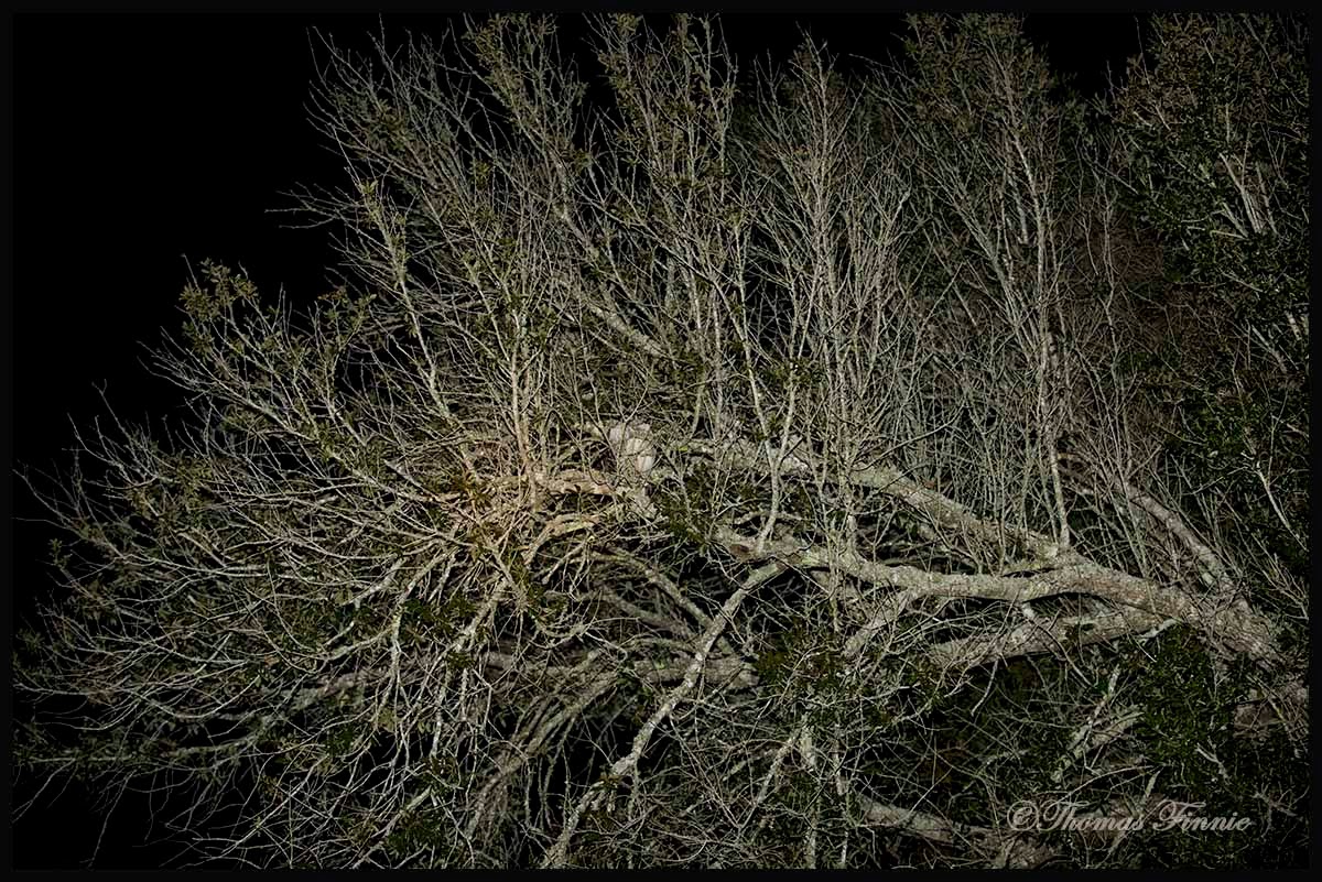 Thomas Finnie Photography WHERE DO HAWKS SLEEP?