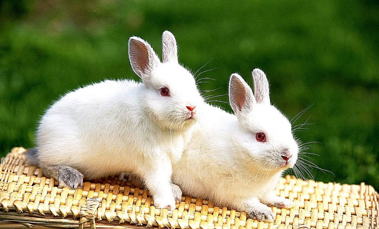 Cute Rabbits Wallpapers HD  Free Desk Wallpapers