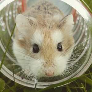 Answer of "The Mouse