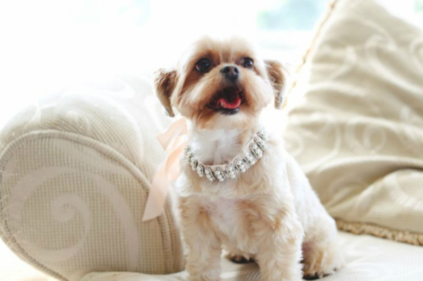 Sinais de que seu shih tzu te ama