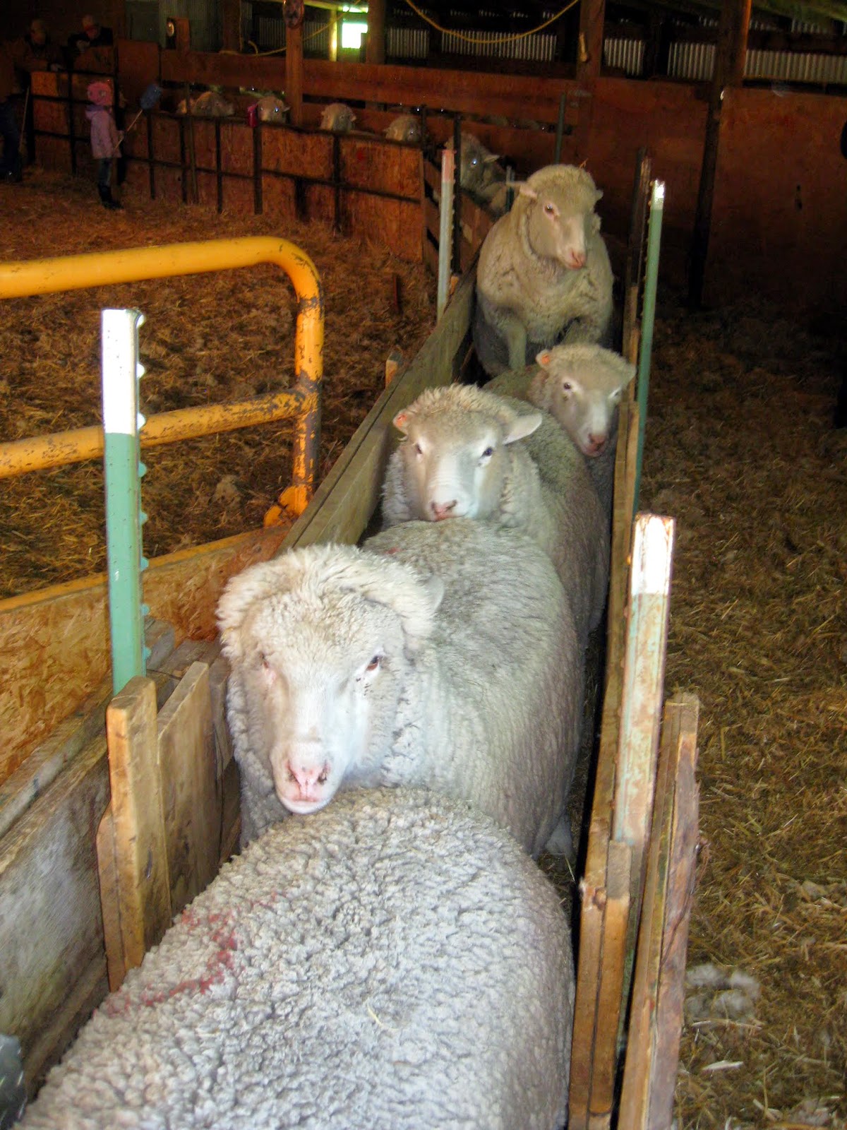 Gumbo Lily Sheep shearing day...