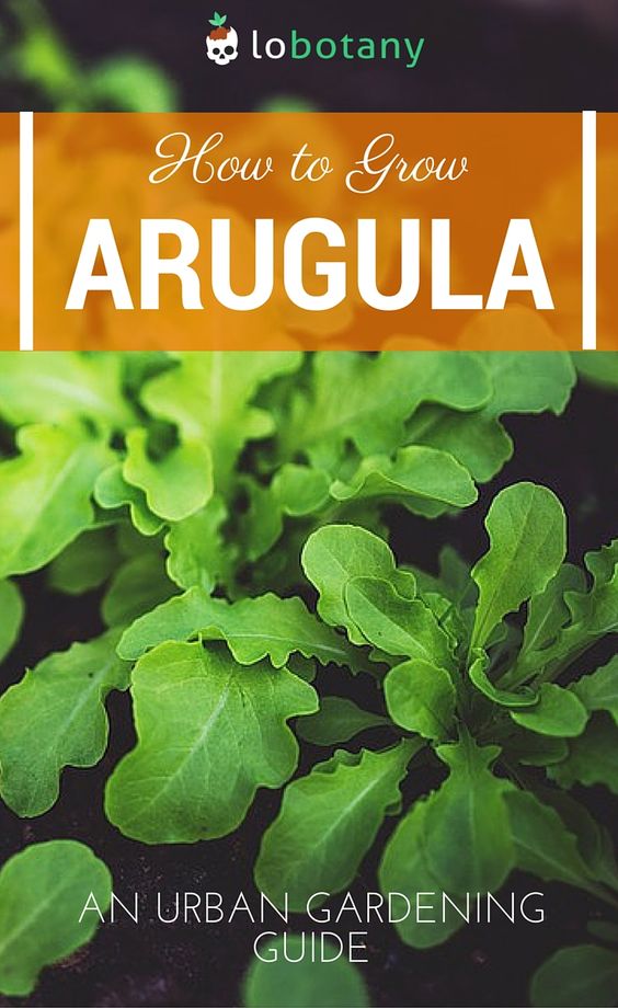 How to Grow Arugula, Tips and Guide for Growing Arugula Plants