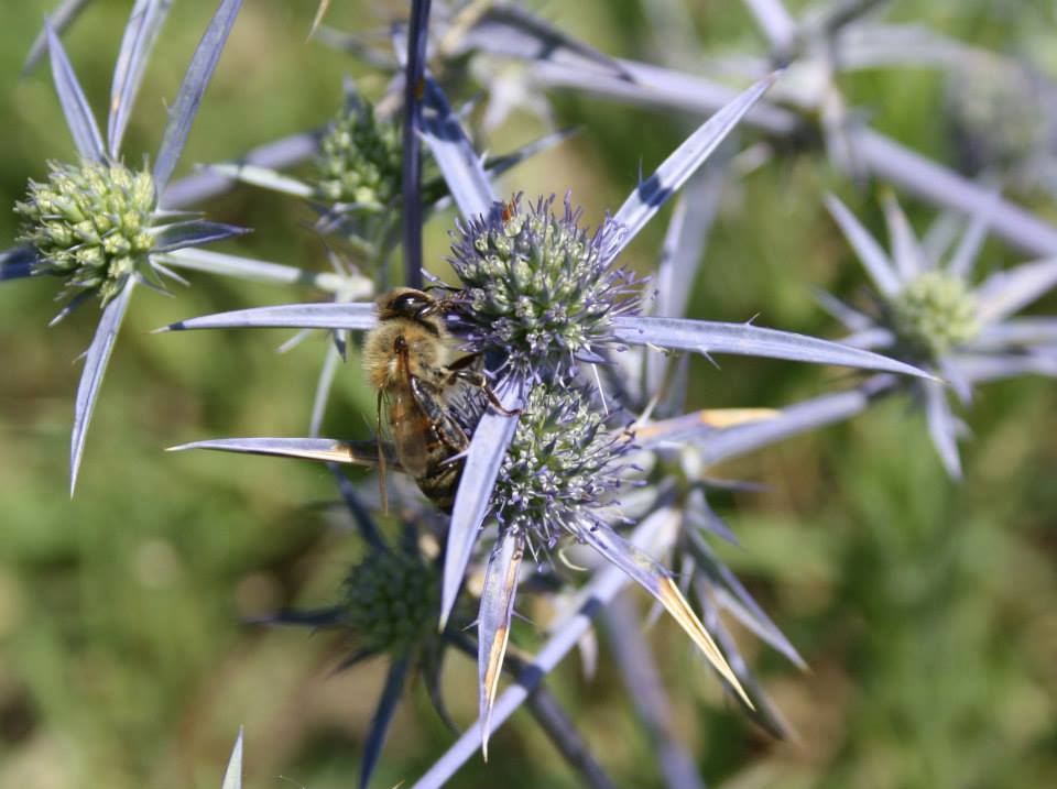 Xmbeekeeping Γαλαζούλα ( Eryngium creticum )