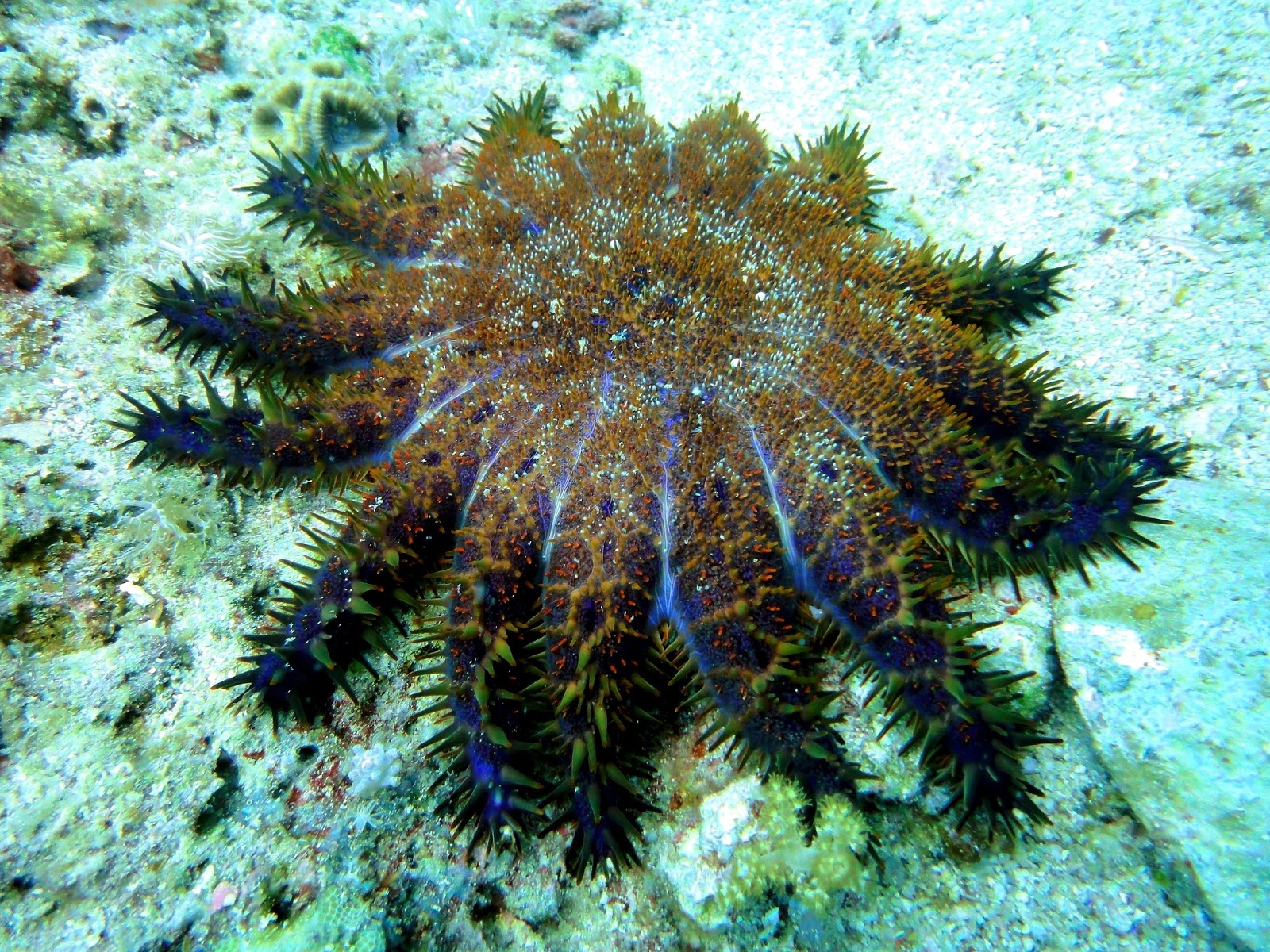 Tan/Orange Spiny Starfish