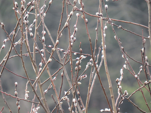 pussy willow