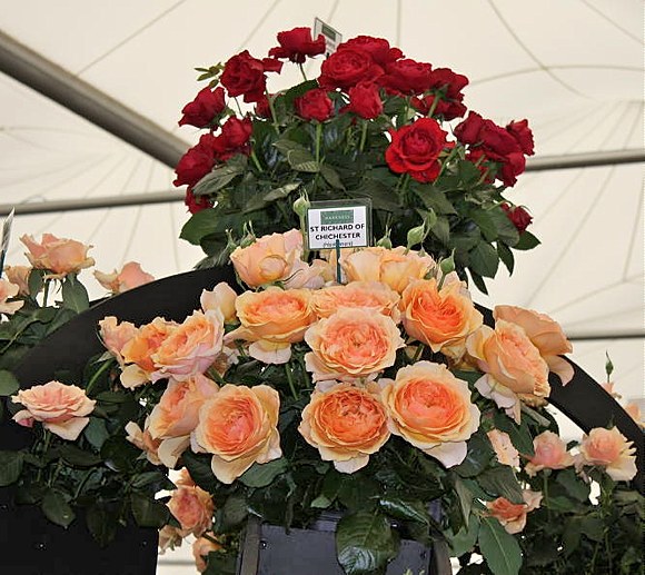 Сэйнт Ричард оф Чичестер (St Richard of Chichester) НОВИНКА - Усадьба роз