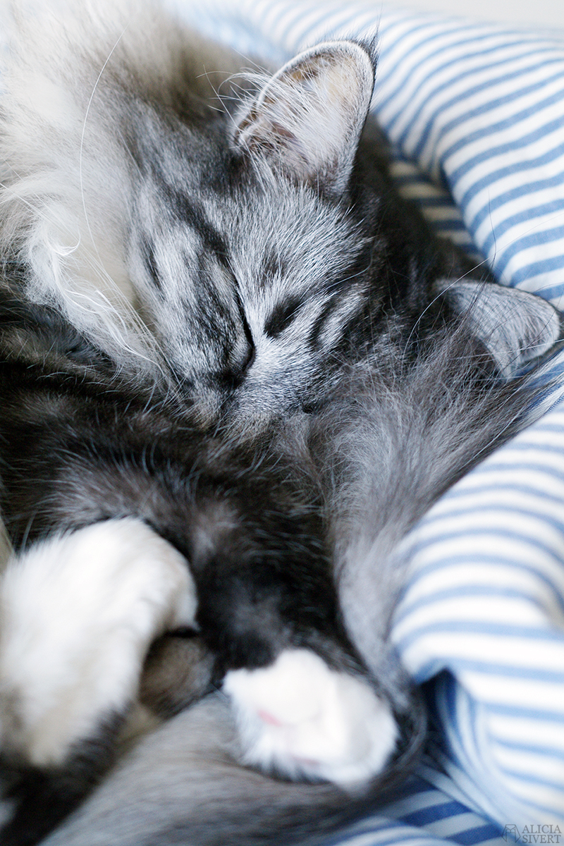 Katten Vifslan, foto av Alicia Sivertsson.