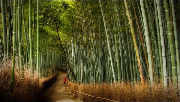 5 Jalan Kecil Terunik di Dunia: Jalan Bambu, Jepang