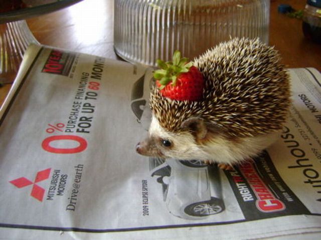 Funny Animals Of The Week Pics Funny Animals Of The Week Pics