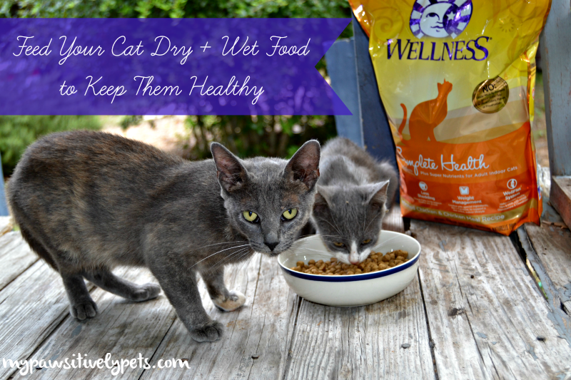 Feed Your Cat Dry + Wet Food to Keep Them Healthy WellnessPetFood