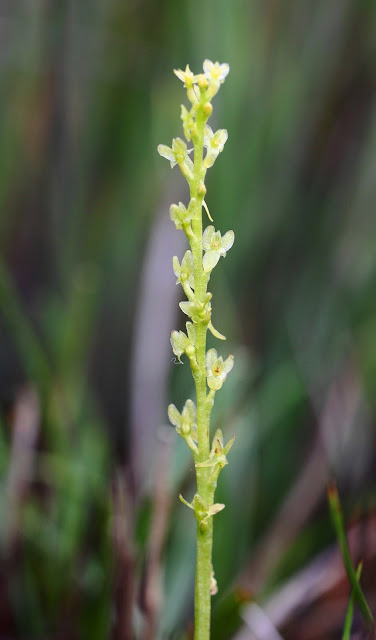 Bog Orchid - Powys, Wales Bog Orchid - Powys, Wales