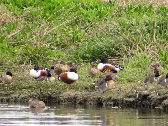 SF Bay Area Birds: northern shovelers at the Palo Alto Baylands