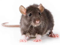 Rats in Wyong Pest Control Wyong