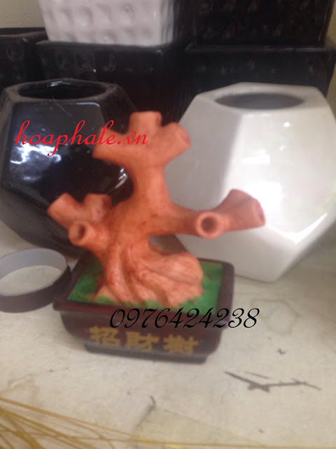 Cây kim tiền ở Thạch Thất Cay kim tien o Thach That