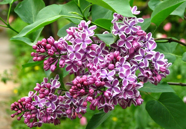 Arboretum w Kórniku, zielona metamorfoza, Lilak 'Sensation'