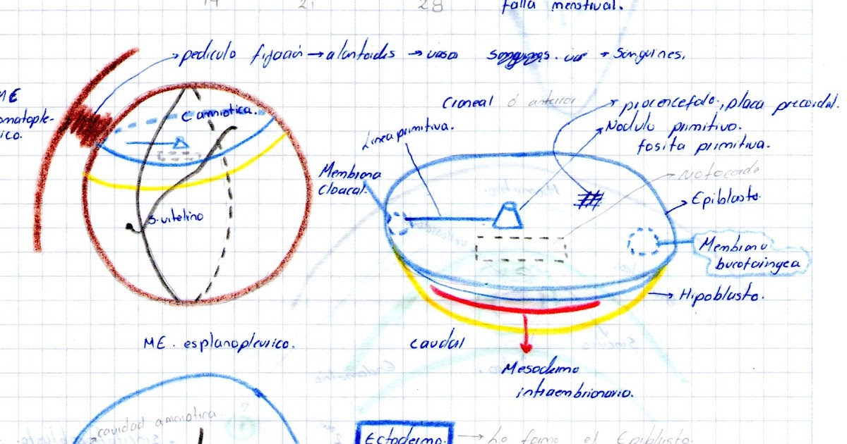 EMBRIOLOGIA UCC: CAP 5: TERCER SEMANA DE DESARROLLO
