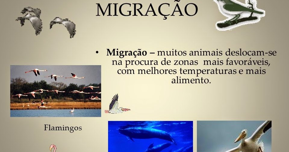A Migração De Animais É Um Exemplo De Seleção Natural
