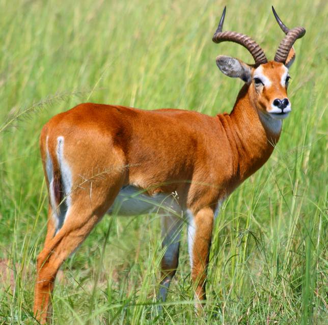 unique and exotic animals that start with u animalition what animal starts with the letter u