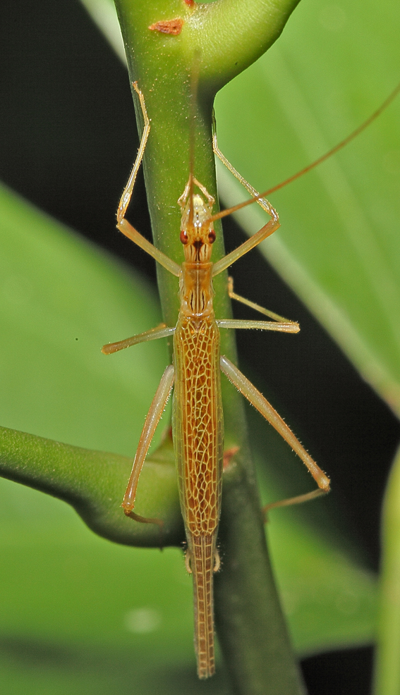 BunyipCo Australian Tree Crickets