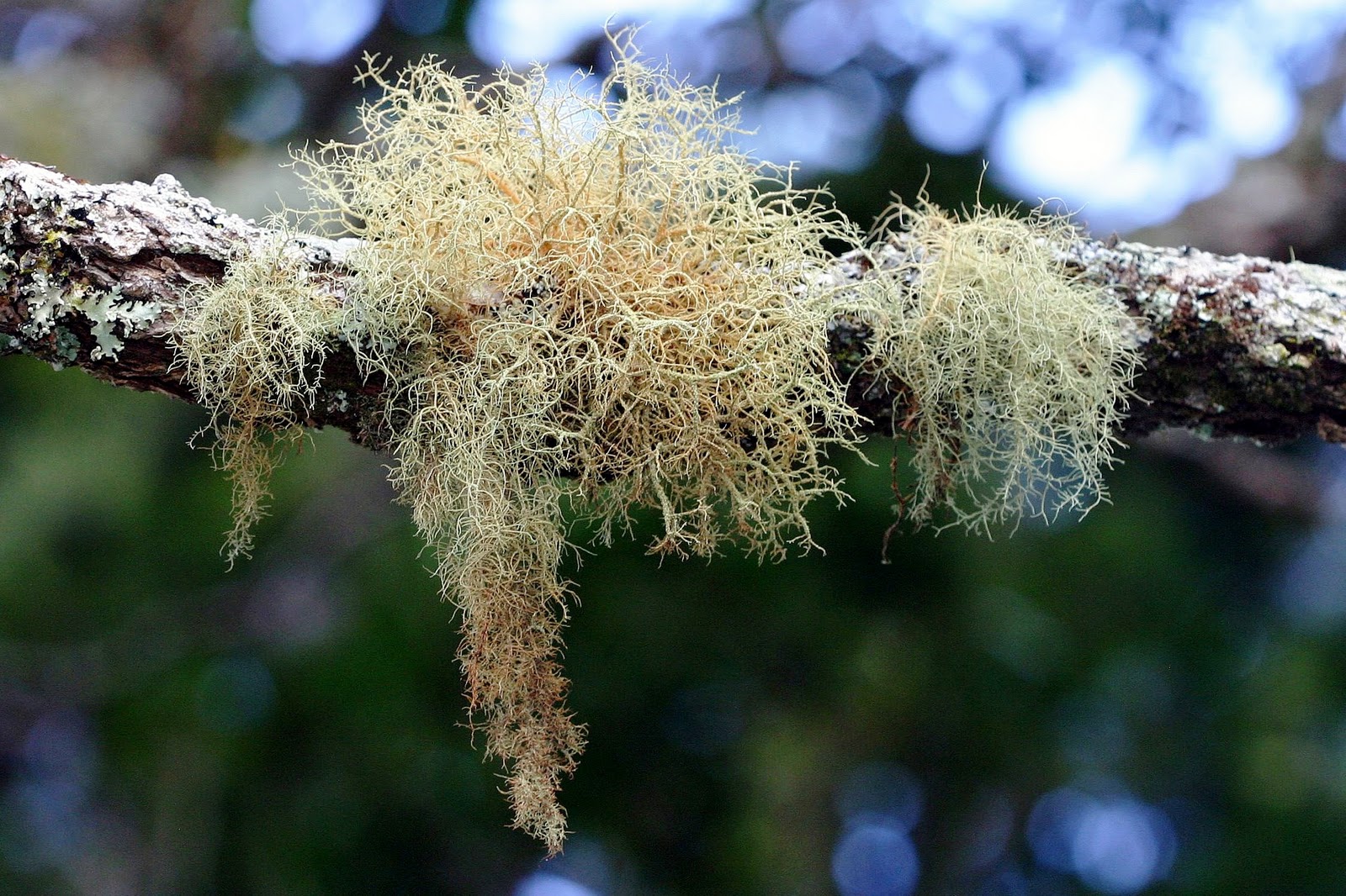 Botany word of the day : Fruticose: Shrubby. Describing lichens