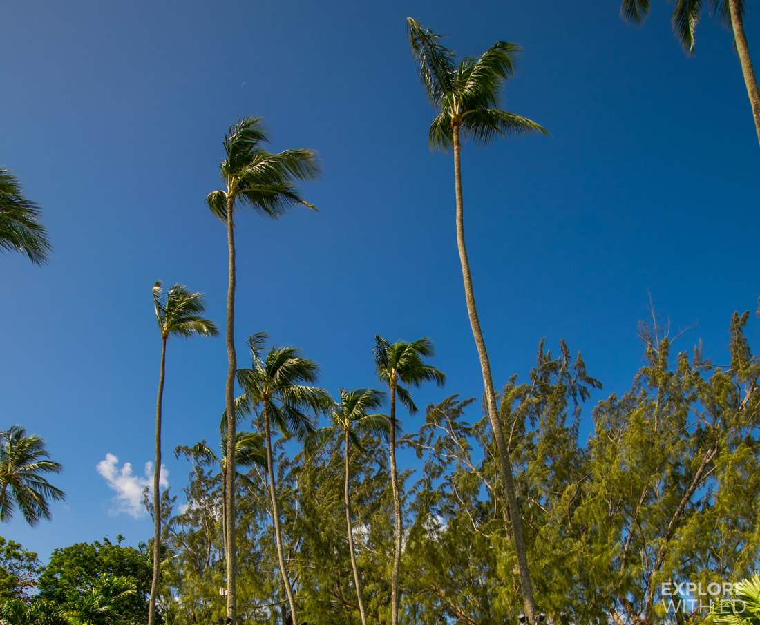 Palm trees in The Caribbean