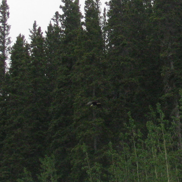 Where's Liz2012? Alaska Highway, Watson Lake to Tok