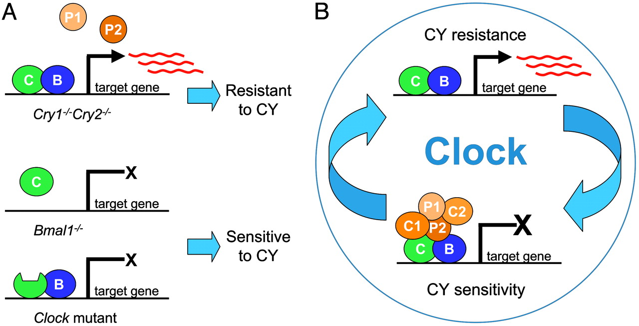 Il piacere di sapere che Cosa controlla evoluzione cervello gene Clock