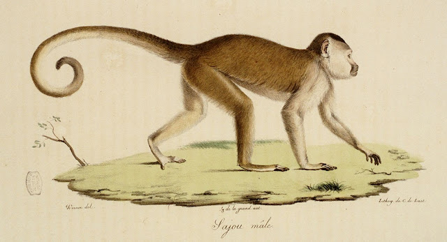 origine image : http://gallica.bnf.fr/