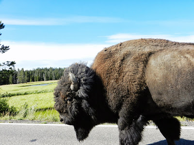 bison