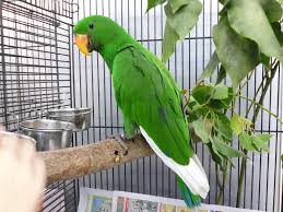 Pinjra khola bhi to par katne ke baad…. Pinjra khola bhi to par katne ke baad….