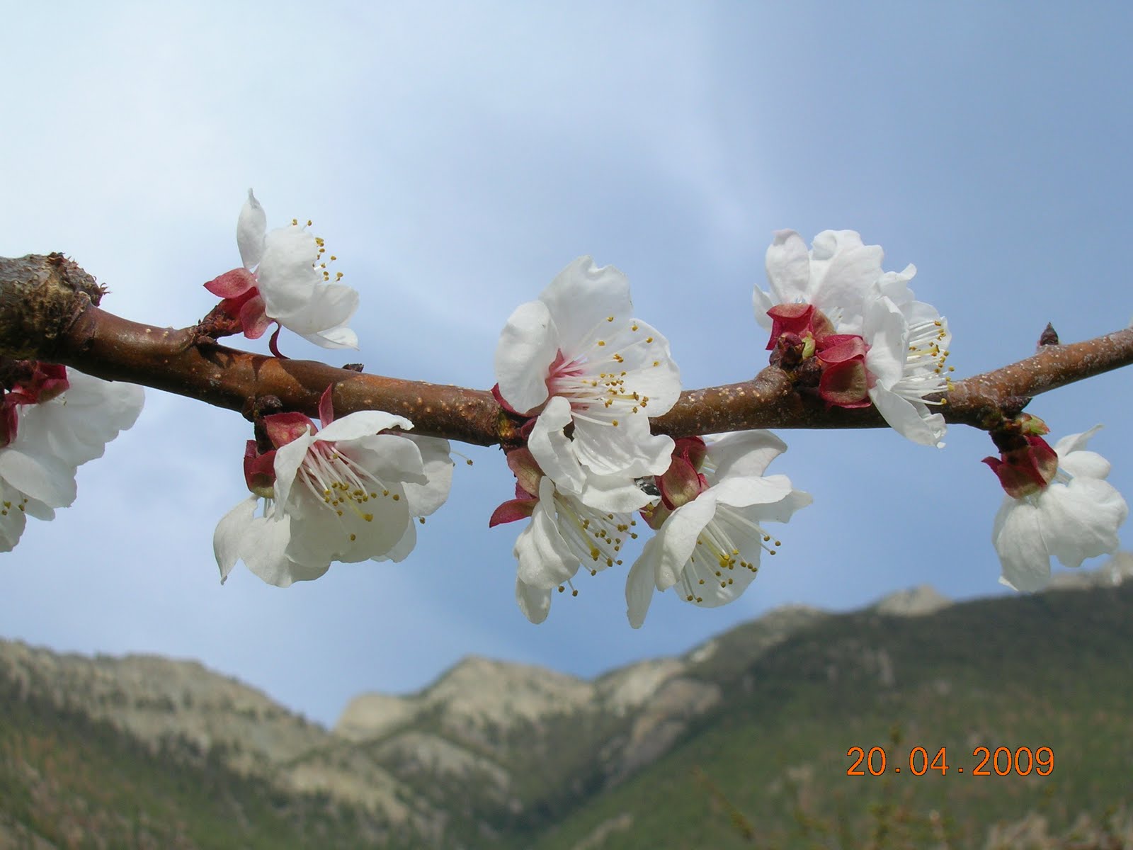 My Mountain Garden Gleanings Apricot Blossoms