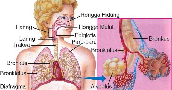Sistem Pernapasan (Respirasi) pada Manusia, Organ, Alat dan Saluran