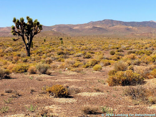 Finding a Thesis: A Joshua Tree Aside