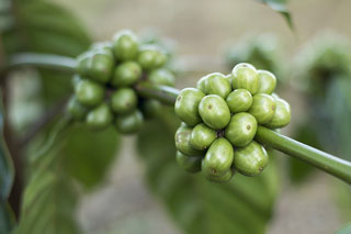 Green coffee Green Coffee helps lose weight? All your questions answered.