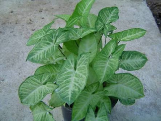 jual tanaman syngonium pohon syngonium tukang taman jual tanaman syngonium pohon syngonium tukang taman