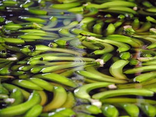 Inilah Khasiatnya, Bila Pisang Direbus dan Diminum Airnya Inilah Khasiatnya, Bila Pisang Direbus dan Diminum Airnya