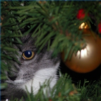 Siamese Cat Christmas Tree