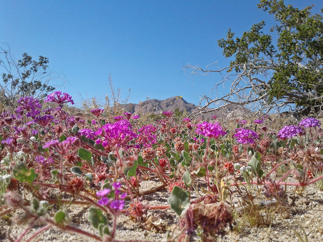 Sand Verbena near the Badlands. Sand Verbena near the Badlands.