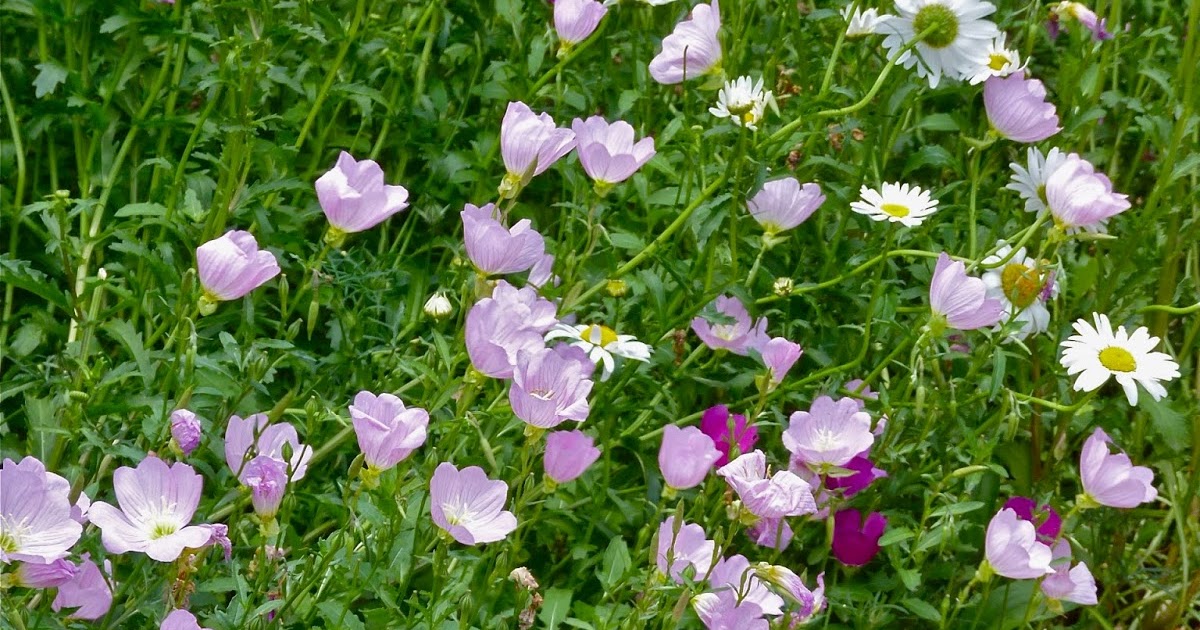 austin agrodolce: Happy National Wildflower Week!