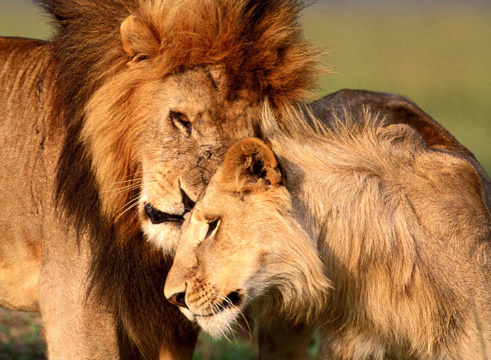 √ Comforting Wallpapers - HD Wallpapers